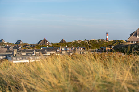 View across dune grass toward houses and a distant lighthouse under a blue sky. The coastal vegetation glows warmly in the late afternoon light.の写真素材