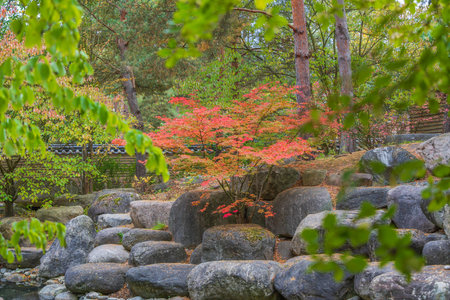 Red maple in rock garden. A vibrant red maple tree brightens the stone garden with autumn color. The...