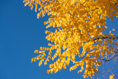Autumn Leaves Close-Up. Bright golden foliage contrasts beautifully with a clear blue sky. The...
