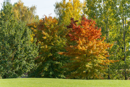 Mixed autumn trees close-up. Trees display shades of red, orange, and green, marking the start of autumn. Sunlight enhances the contrast of the foliage.の写真素材