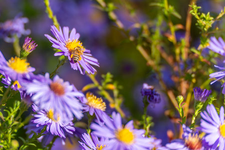 Bee on purple aster macro. A honeybee collects pollen from a vivid purple aster. The close-up...