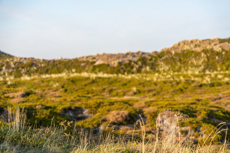 Grasses and Dunes at Sunset Dry grass stalks sway gently before distant sandy hills. The low sun...
