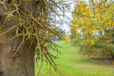 Close-up of thorny branches extending from a tree trunk. Soft autumn background with yellow foliage.の写真素材