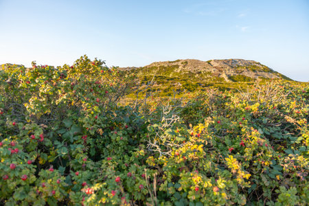 Shrubs and Dune Hills in Sunlight. Lush shrubs with red berries fill the foreground, leading to sunlit dunes. The evening light adds warmth to the green and golden tones.の写真素材