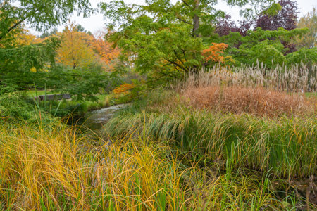 A calm stream surrounded by autumn grasses and colorful trees. Green, yellow, and orange tones create a serene natural scene.の写真素材