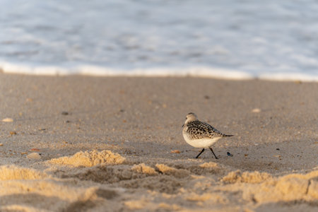 The sanderling Calidris alba walks away from the waves, leaving tiny footprints in the wet sand....
