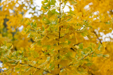 Close-up of Ginkgo biloba leaves in yellow and green tones. Their fan-shaped pattern shines in...