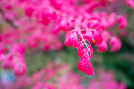Bright pink leaves of the Euonymus alatus Winged Spindle create a vivid blur against a green background. Captured in autumn light with shallow depth of field.の写真素材