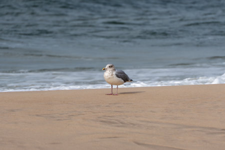A single seagull Larus argentatus stands quietly on the beach with the sea behind. The calm ocean light creates a serene scene.の写真素材