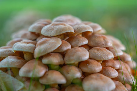 Close-up view of mushroom caps in a tight cluster, growing in the grass. The focus highlights their...