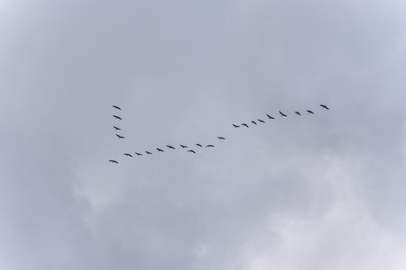 A V-shaped formation of cranes Grus grus soars through the cloudy sky. The birds create an elegant...