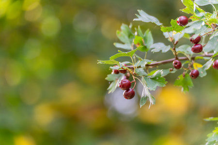 Crataegus monogyna Common Hawthorn Close-Up. Detailed view of red hawthorn berries with green leaves. A colorful autumn impression of natures fruit.の写真素材