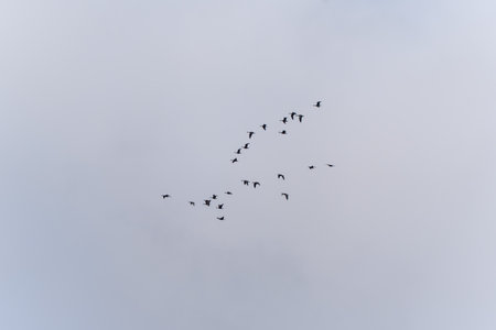 Migrating Birds Likely Geese in Flight. A flock of migrating birds flies in a V-formation against a...