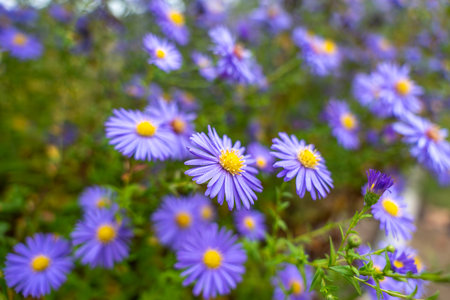Close-up of blooming Aster novi-belgii with vibrant purple petals and yellow centers. Dewdrops shimmer on the delicate flowers in soft morning light.の写真素材