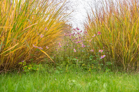 A path of green grass bordered by golden Panicum virgatum and blooming Anemone hupehensis. The image captures natural symmetry and seasonal charm.の写真素材