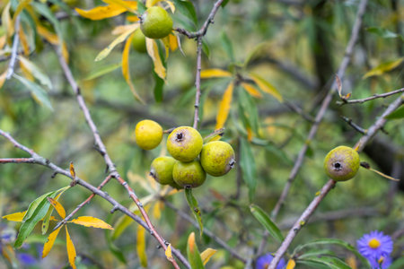 Small cluster of green fruits on slender branches among yellowing leaves. The scene captures the...