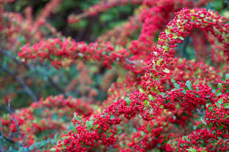 A branch of Pyracantha coccinea berries hangs against a blurred green background. The composition feels calm and minimalistic.の写真素材