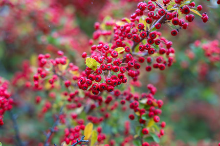 Clusters of Pyracantha coccinea berries glow among green and yellow leaves. The photo captures the...