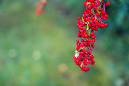 Pyracantha coccinea berries glow in red and yellow tones. The soft bokeh background enhances their vibrant contrast.の写真素材