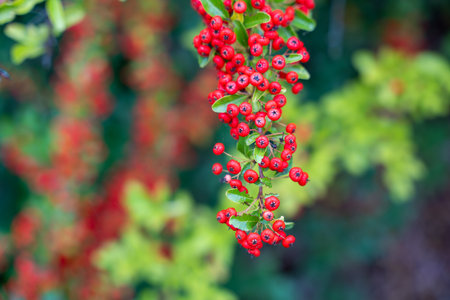 Bright red berries of Pyracantha coccinea firethorn hang among glossy green leaves. The vivid contrast highlights autumns beauty.の写真素材