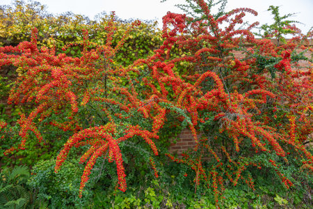 A full Pyracantha coccinea shrub displays an abundance of red berries near a brick wall. The vibrant...