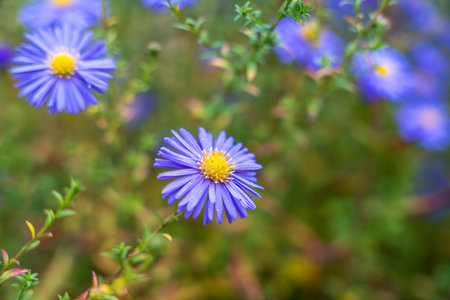 Macro of a single violet Michaelmas daisy Aster amellus covered in tiny dewdrops. The yellow center contrasts beautifully with the soft green background.の写真素材