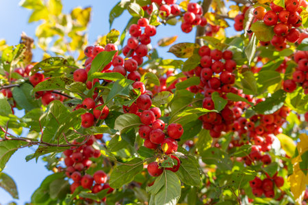 Ripe red crabapples Malus growing densely among green leaves. The sunlight enhances their lively...