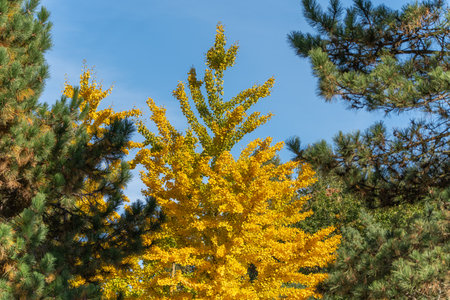 A golden ginkgo tree Ginkgo biloba stands tall among green pine trees under a bright blue sky. The...