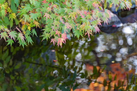 Japanese maple Acer palmatum leaves hang over reflective water, showing shades of green and pink....