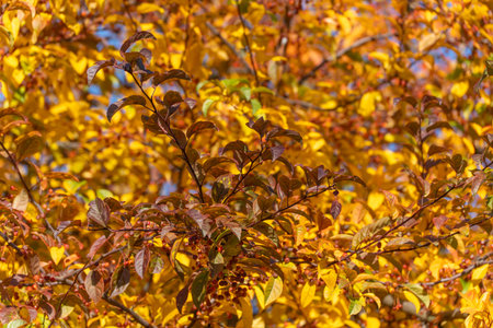 Close-up of autumn branches with red and brown leaves and small berries. The vivid background glows...