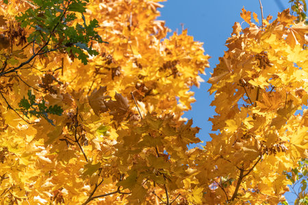 Close-up of golden maple leaves Acer platanoides in sunlight, symbolizing peak autumn color. A few...