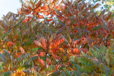 Colorful autumn leaves of the staghorn sumac Rhus typhina glow in red and orange. The tree captures...