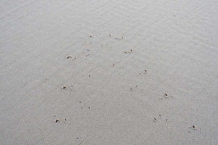Tiny bird footprints mark the smooth, wet sand after the tide. The soft texture reveals the rhythm...