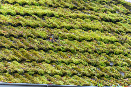 Close-up of roof tiles thickly covered with green moss. The pattern creates a natural carpet-like texture.の写真素材