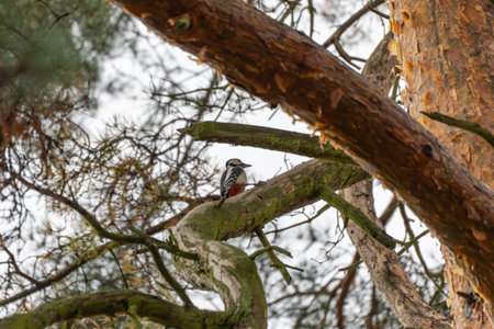 A woodpecker rests on a branch, framed by twisting pine limbs. The warm colors of bark and green moss create a rich woodland atmosphere.の写真素材
