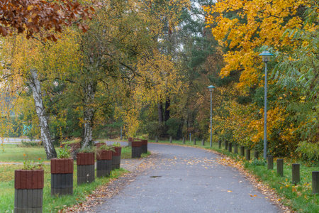 A quiet park path lined with birch trees and autumn foliage leads into the forest. The warm yellows and greens create a peaceful atmosphere.の写真素材