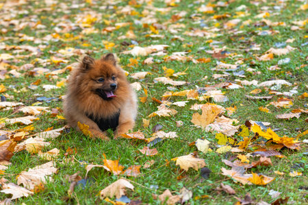 A fluffy dog lies on colorful autumn grass, looking relaxed and content. The soft fur and fallen leaves create a cozy fall scene.の写真素材