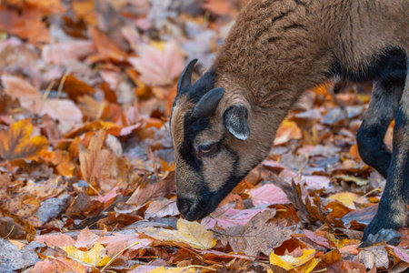 Close-up of a goats face as it nibbles among autumn leaves. The warm colors emphasize the harmony between animal and season.の写真素材