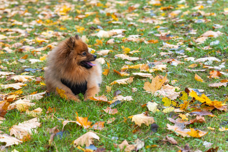 The dog looks to the side while lying on grass surrounded by fallen yellow leaves. The scene captures peaceful autumn vibes.の写真素材