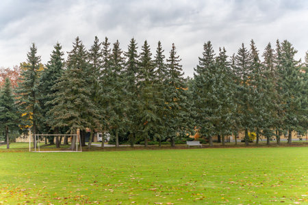 A row of tall evergreen trees lines a grassy field under cloudy skies. A soccer goal and benches add calm symmetry to the scene.の写真素材