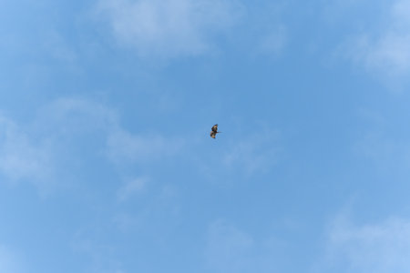A soaring bird of prey glides effortlessly across the open sky. Its wings are spread wide as it rides the wind.の写真素材