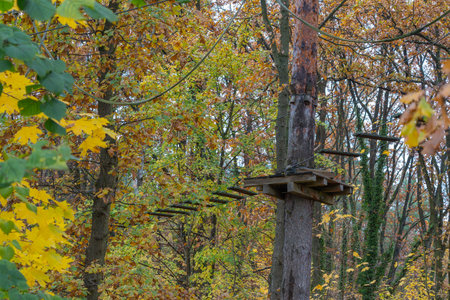 A wooden adventure park platform stands among trees with colorful autumn leaves. Ropes and bridges stretch between trunks in the forest canopy.の写真素材