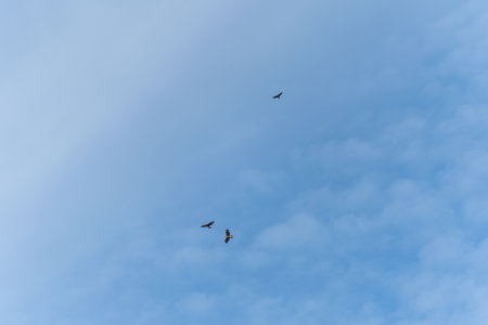 Three birds soar high in the sky with scattered clouds in the background. Their wide wings are...
