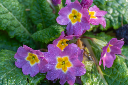Primrose Primula blossoms with dew, magenta petals and yellow hearts. Lush green leaves cradle the...