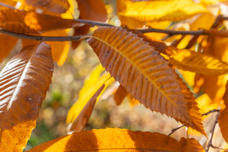 Golden sweet chestnut leaves glow in autumn sun. Sharp serrations and parallel veins show rich texture.の写真素材