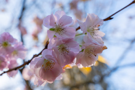 Beautiful pink winter cherry Prunus subhirtella blossoms on a branch. The shallow focus highlights their gentle elegance.の写真素材