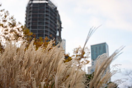 Golden grasses blur the city towers into the background. Nature and architecture blend in a gentle autumn mood.の写真素材