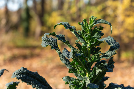 Lacinato kale Brassica oleracea var. palmifolia rises with dark, blistered leaves. A single plant stands sharp against a soft background.の写真素材