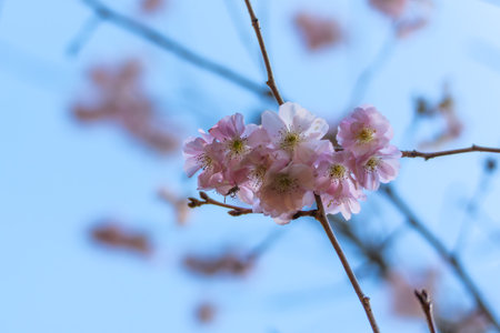 Close-up of delicate pink winter cherry Prunus subhirtella blossoms against a bright blue sky. A...
