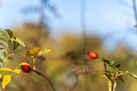Two rose hips glow on thorny stems with yellowing leaves. Soft autumn bokeh and blue sky frame the scene.の写真素材